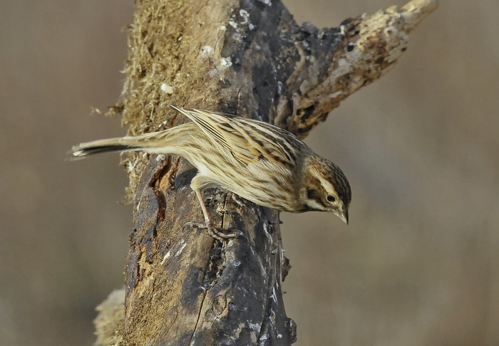 Migliarino di palude - Reed Bunting - Emberiza schoeniclus